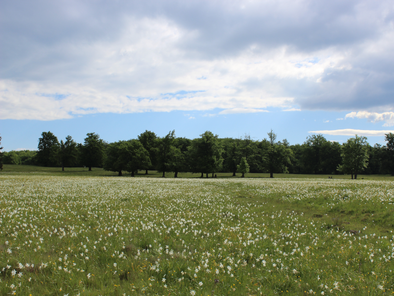 Kalonda-tetői nárciszmező
